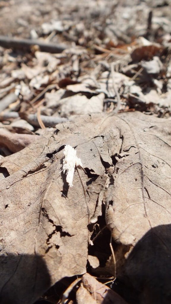 woodchips dropped by black-capped chickadee on ground - thicksons woods