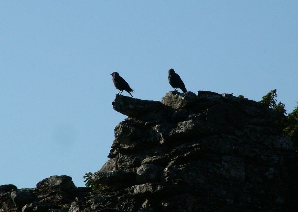 Black Crows sit on Glenalough Cathedral - Ireland