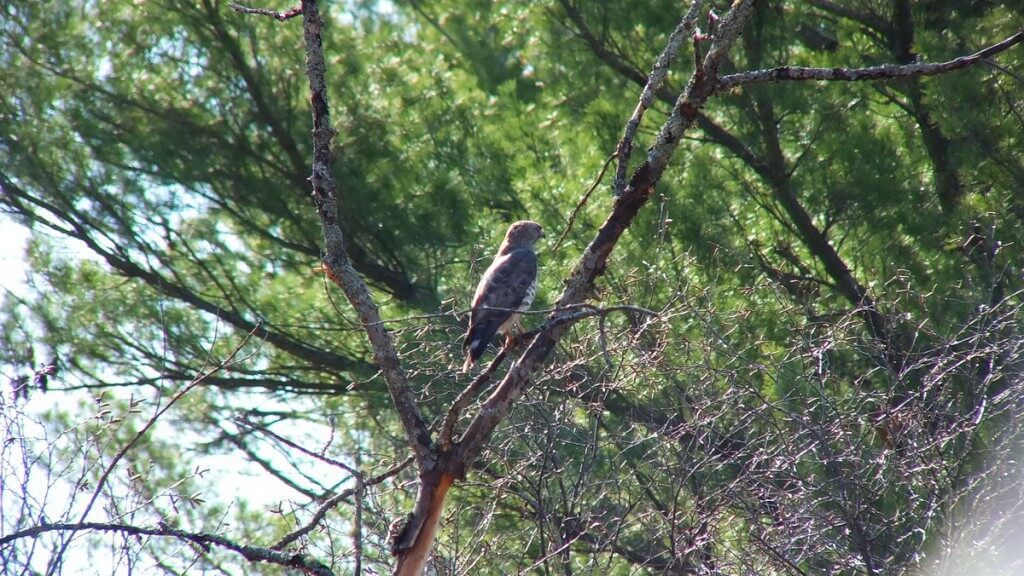 Broad-winged hawk sitting in a tree near Dorset in Ontario, Canada.
