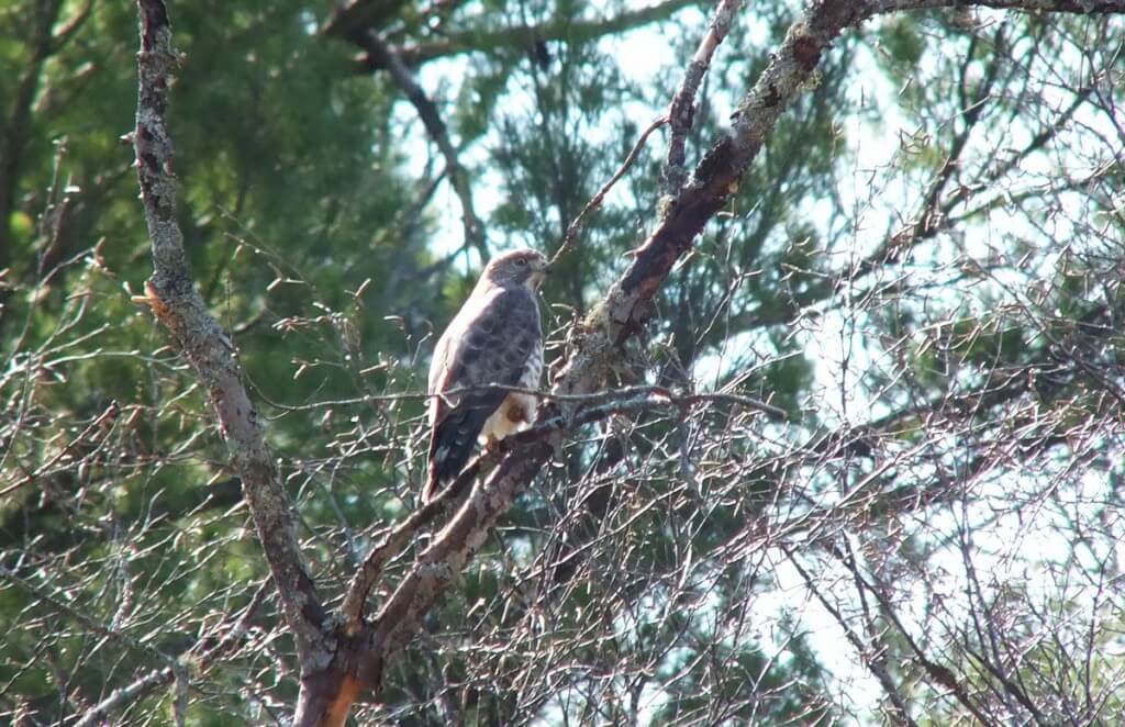 Broad-winged hawk in a tree near Dorset in Ontario, Canada.