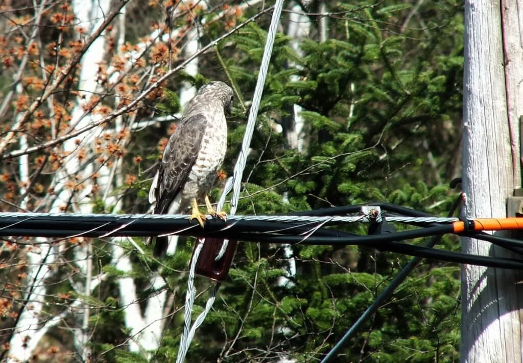 Broad-winged hawk sitting on a powerline near Dorset in Ontario, Canada.