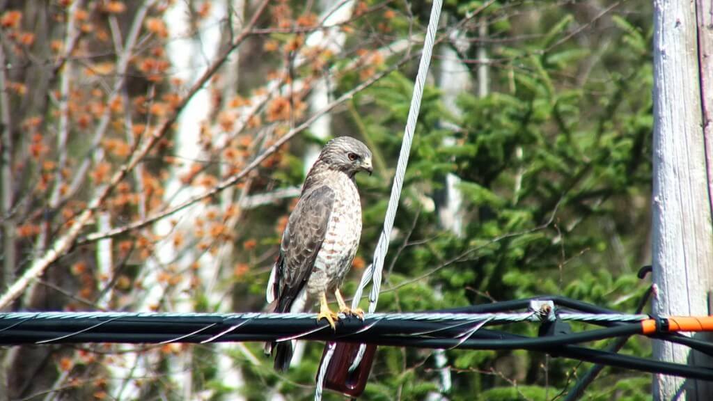 Broad-winged hawk near Dorset in Ontario, Canada.