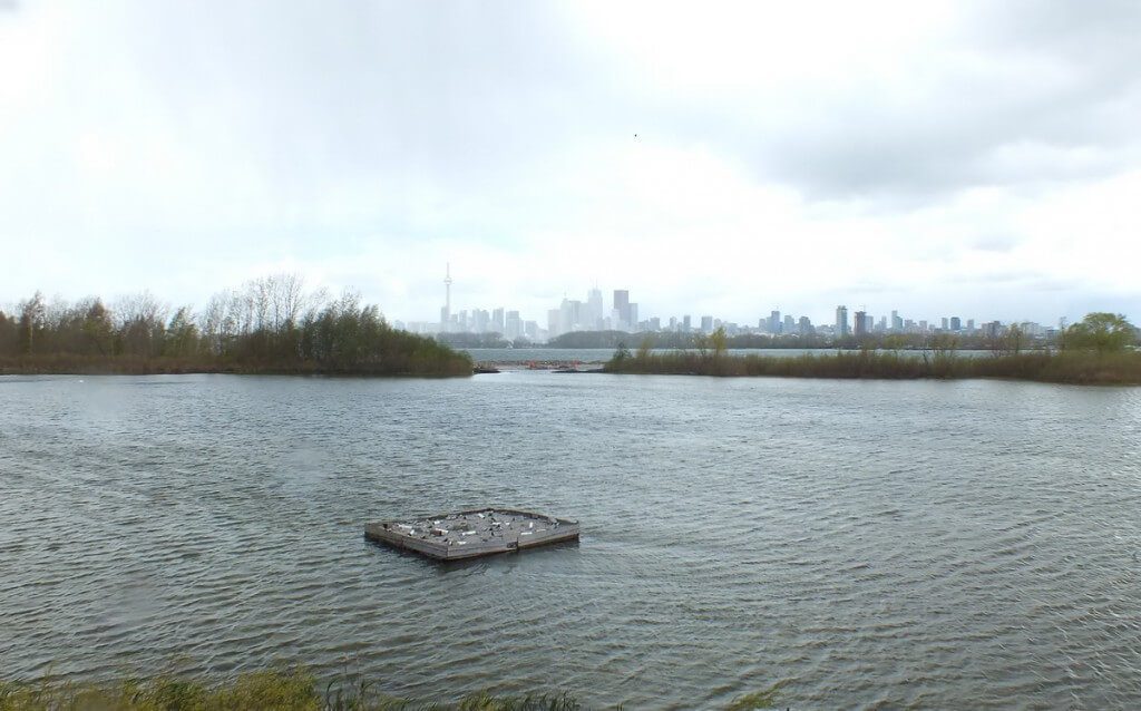 Common Tern reef raft - tommy thompson park - toronto