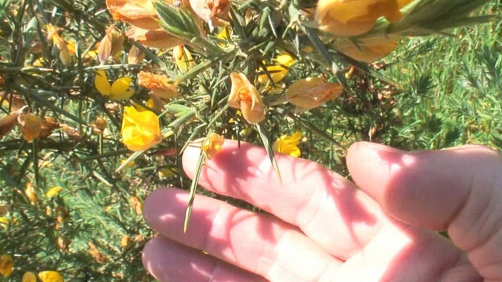 Gorse flowers and thorns - Lackandarragh Lower - Wicklow - Ireland