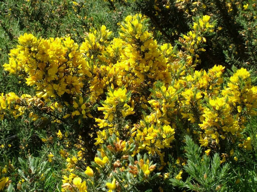 Gorse growing near Lackandarragh Lower - Wicklow - Ireland