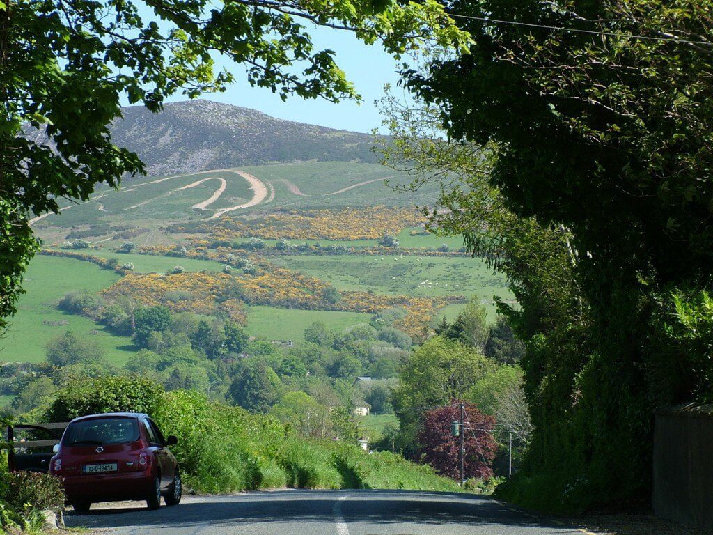 Gorse growing on hillside - Enniskerry - Wicklow - Ireland