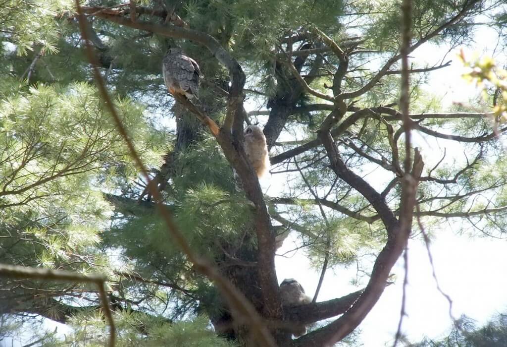 Great Horned Owl, baby 1, baby 2 and mother, Thicksons Woods, Whitby, Ontario