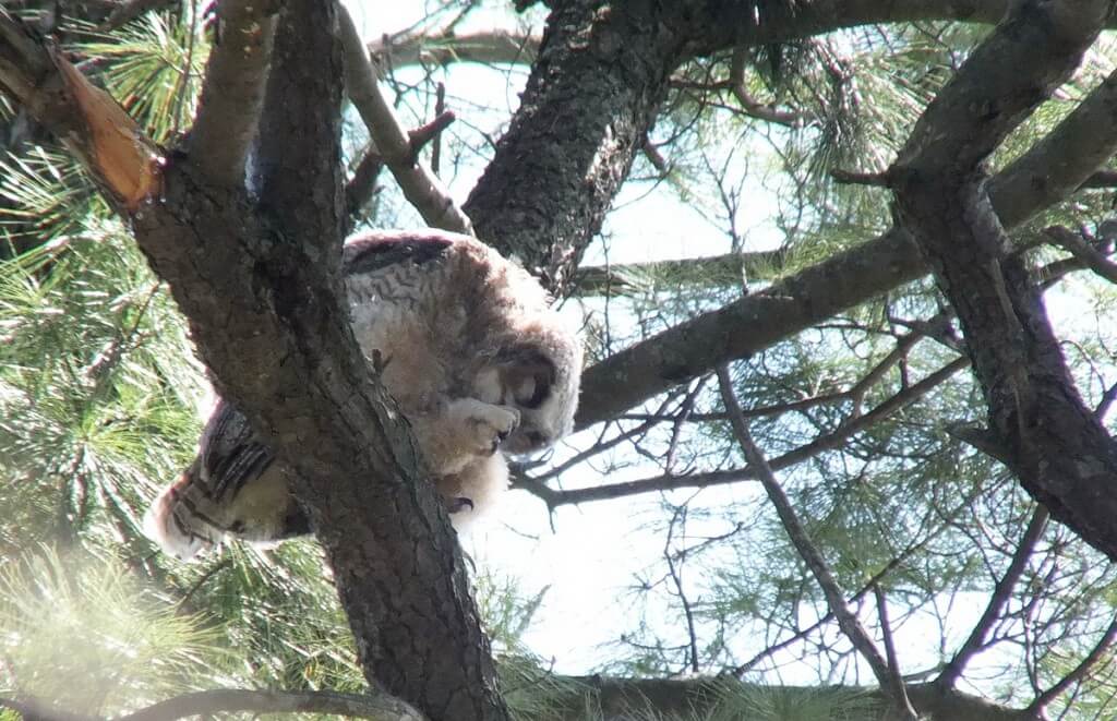 Great Horned Owlet, Thicksons Woods, Whitby, Ontario