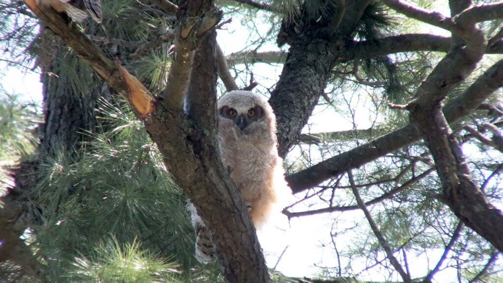 Great Horned Owlet, Thicksons Woods, Whitby, Ontario