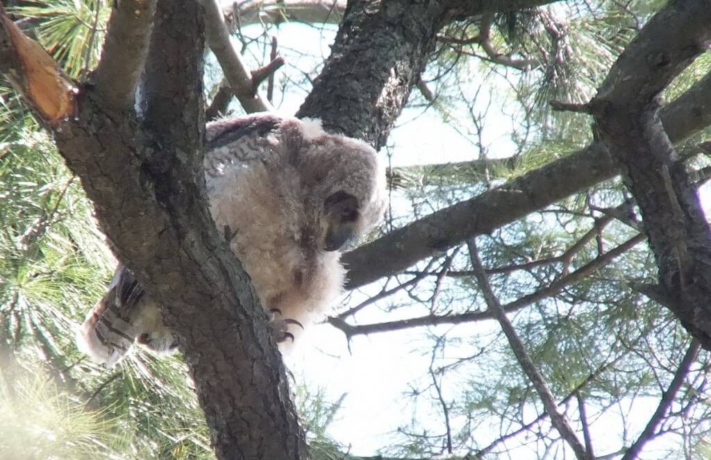 Great Horned Owlet, Thickson's Woods, Whitby, Ontario