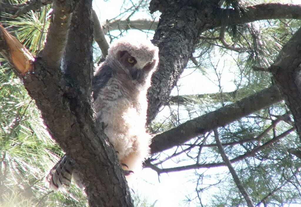Great Horned Owlet, Thickson's Woods, Whitby, Ontario