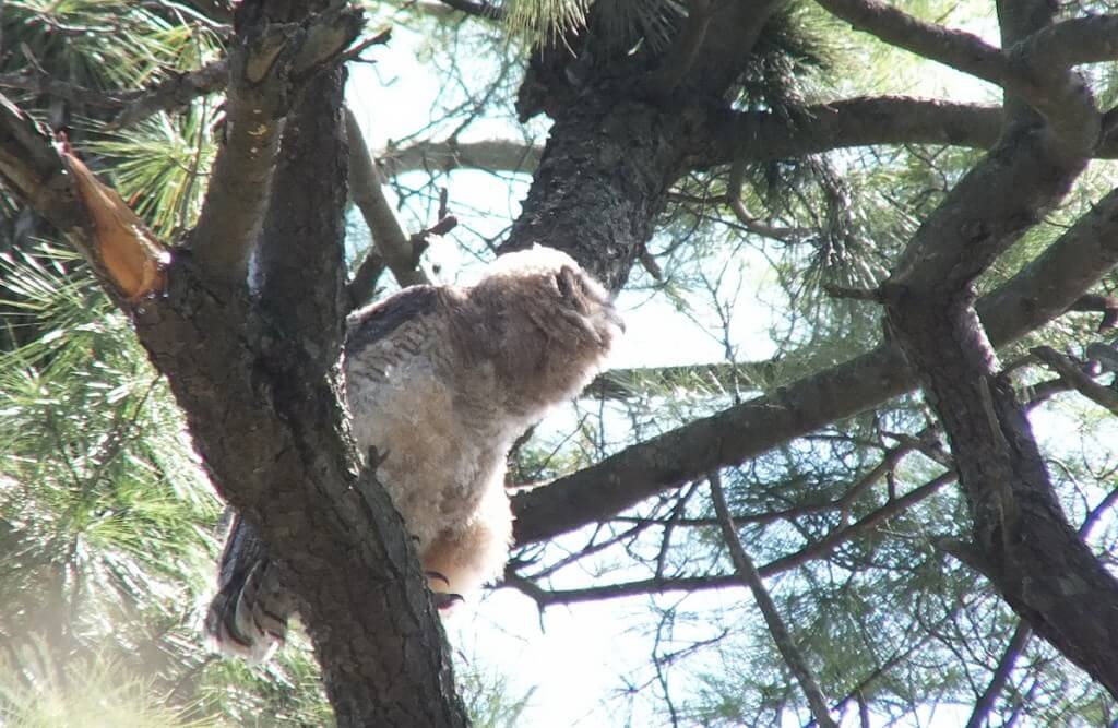 Great Horned Owlet, Thickson's Woods, Whitby, Ontario