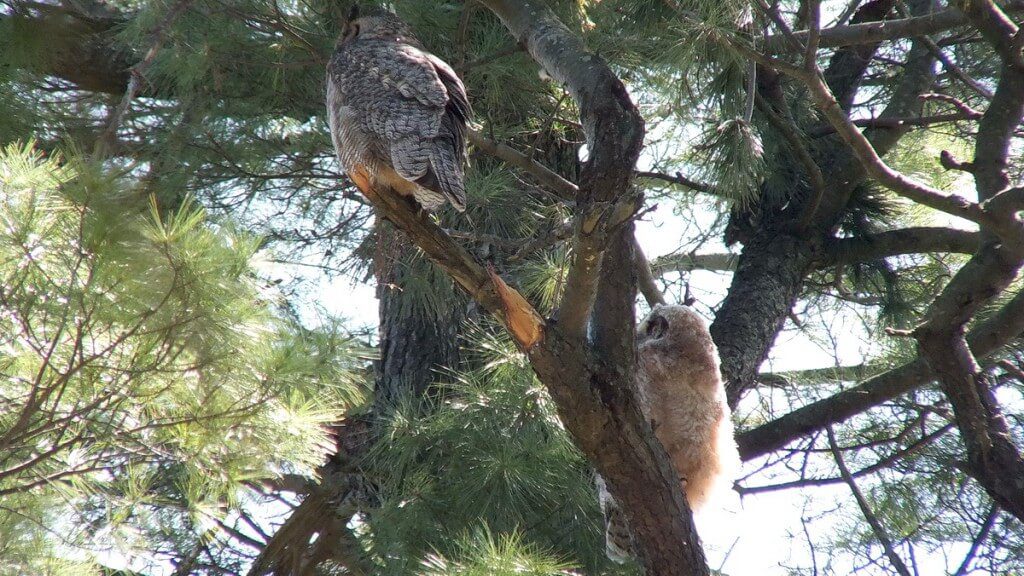 Great Horned Owlet and mother, Thicksons Woods, Whitby, Ontario