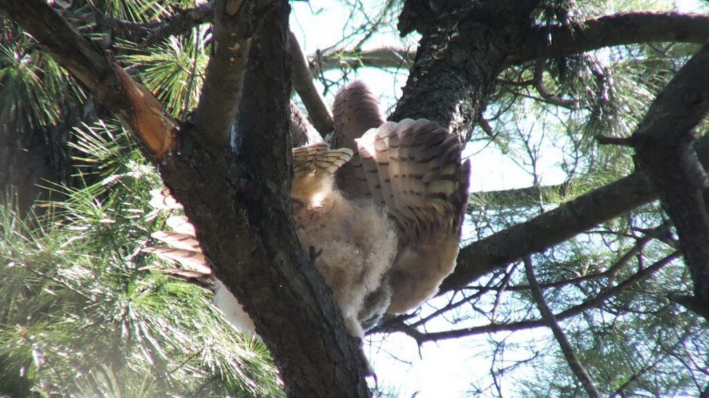 Great Horned Owlet, Thickson's Woods, Whitby, Ontario