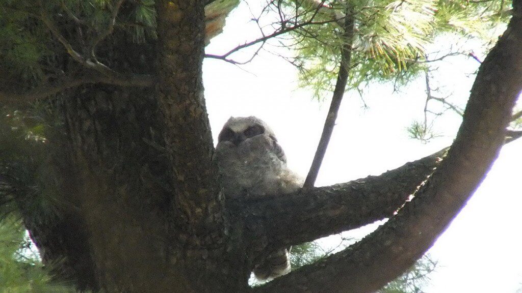 Great Horned Owlet, Thickson's Woods, Whitby, Ontario