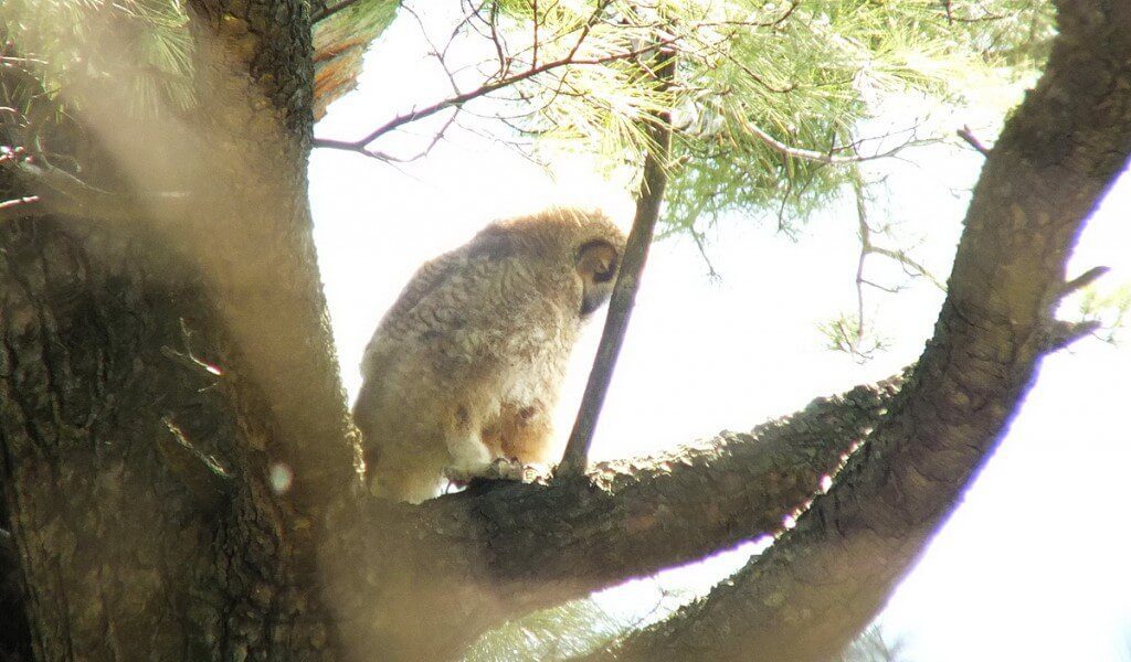 Great Horned Owlet, Thickson's Woods, Whitby, Ontario
