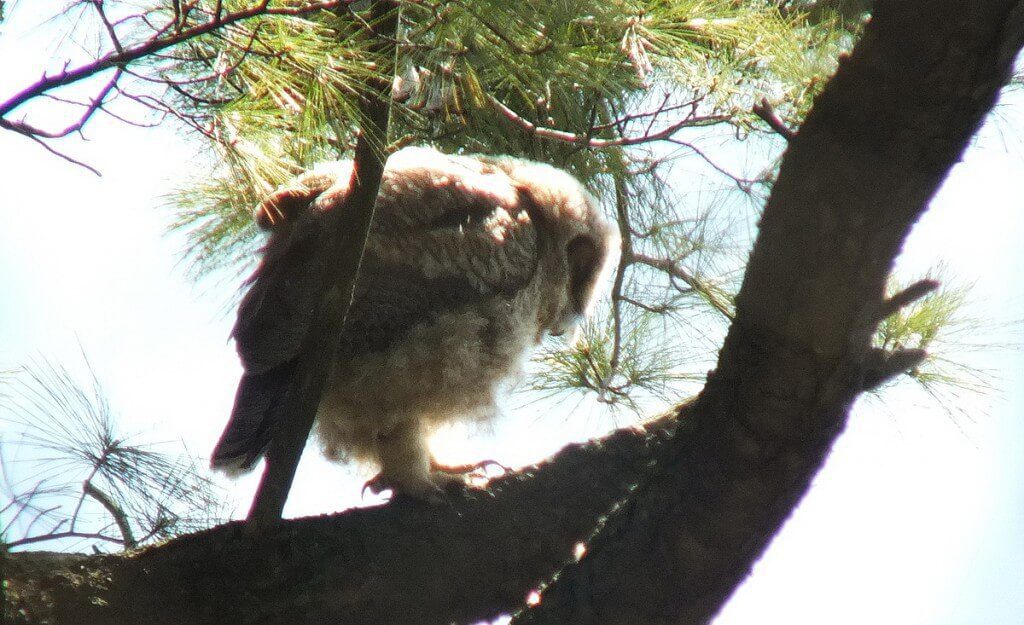 Great Horned Owl baby, Thickson's Woods, Whitby, Ontario