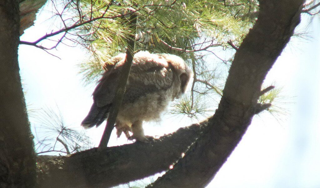 Great Horned Owl baby, Thickson's Woods, Whitby, Ontario