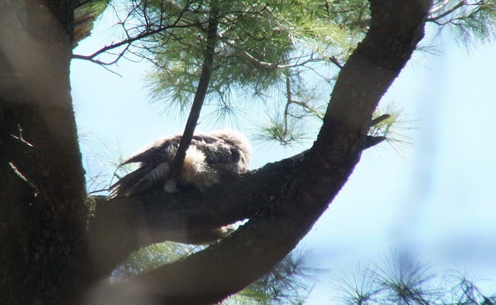 Great Horned Owlet, Thickson's Woods, Whitby, Ontario