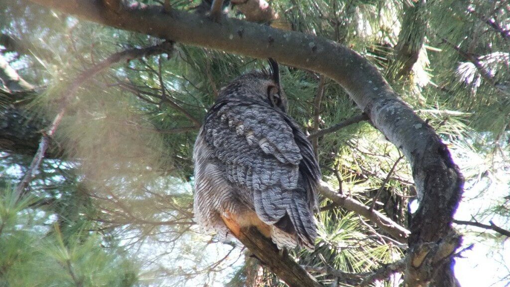 Great Horned Owl, Thickson's Woods, Whitby, Ontario