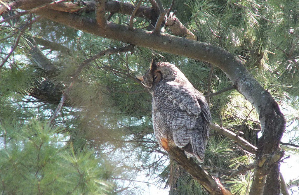 Great Horned Owl, Thickson's Woods, Whitby, Ontario