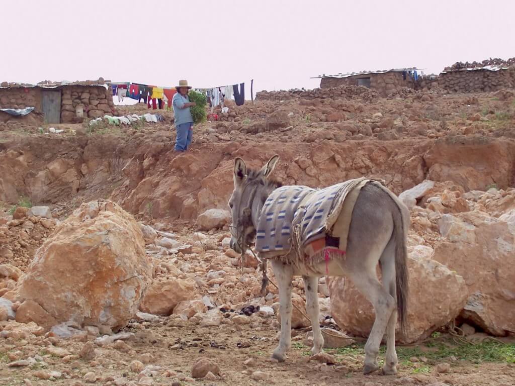 Donkey stands among rocks in the village of Nuevo Santiago, Peru, South America