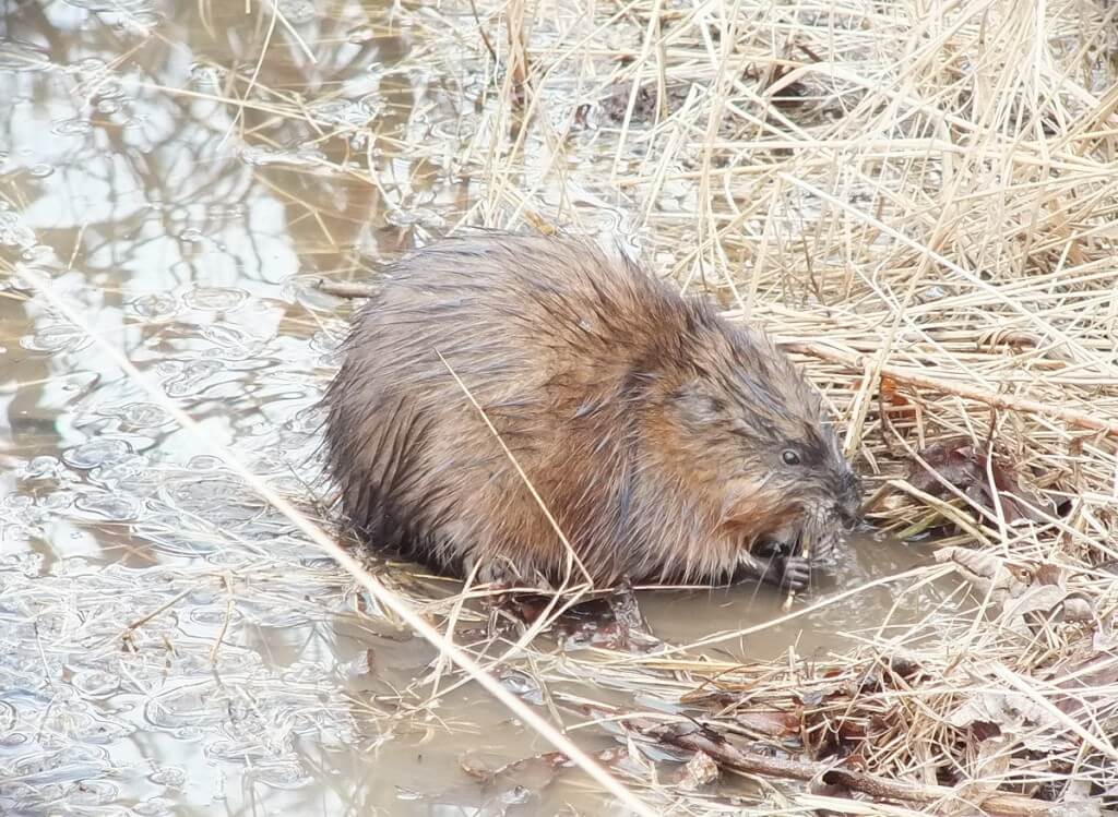 Muskrat chews on stick - Cranberry Marsh - Lynde Shores Conservation Area