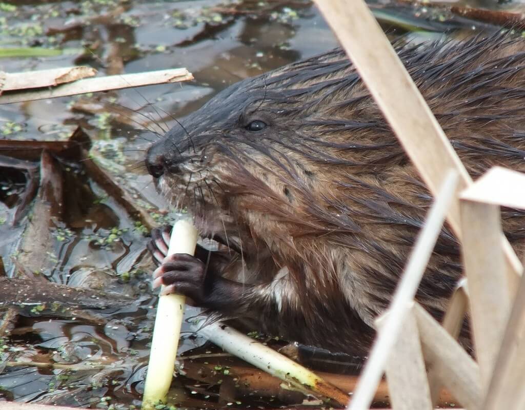 Muskrat - enjoys a big bite of a fresh plant root - Cranberry Marsh - Lynde Shores Conservation Area