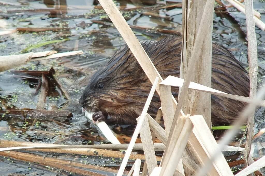 Muskrat - enjoys a fresh plant root - Cranberry Marsh - Lynde Shores Conservation Area