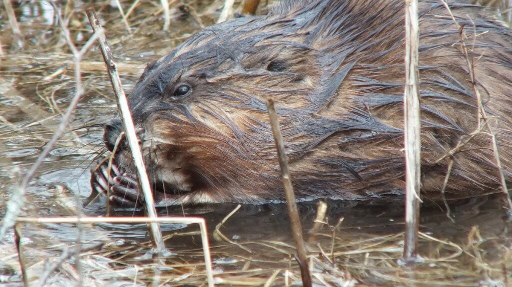 Muskrat - long finger nails hold a stick - Cranberry Marsh - Lynde Shores Conservation Area