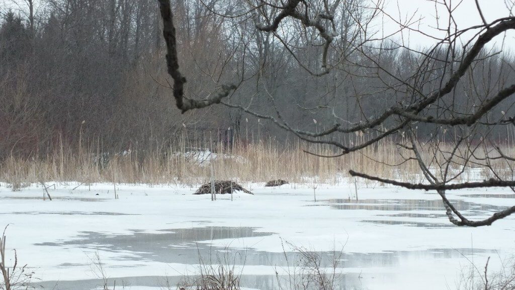 Muskrat mounds - - West Cranberry Tract - Whitby - Ontario