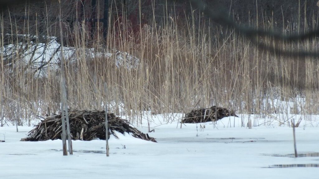 Muskrat mounds - push-ups - West Cranberry Tract - Whitby - Ontario