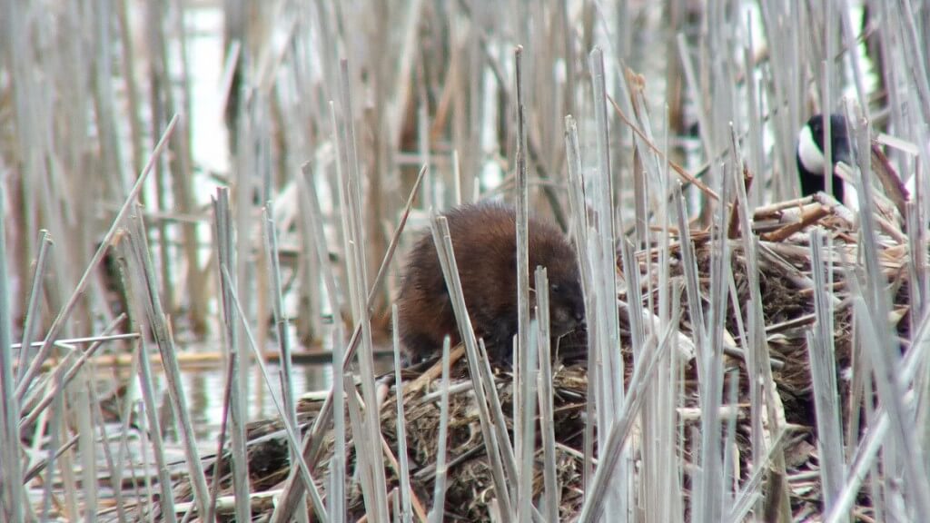 Muskrat - ventures near canada goose nest - Cranberry Marsh - Lynde Shores Conservation Area