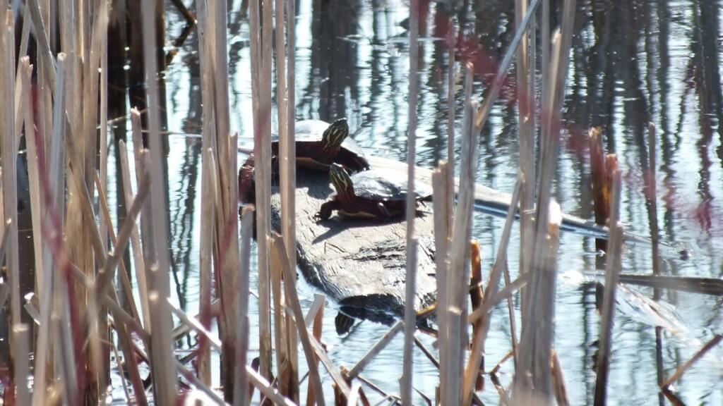 Painted Turles in muskrat pond - Mississauga - Ontario