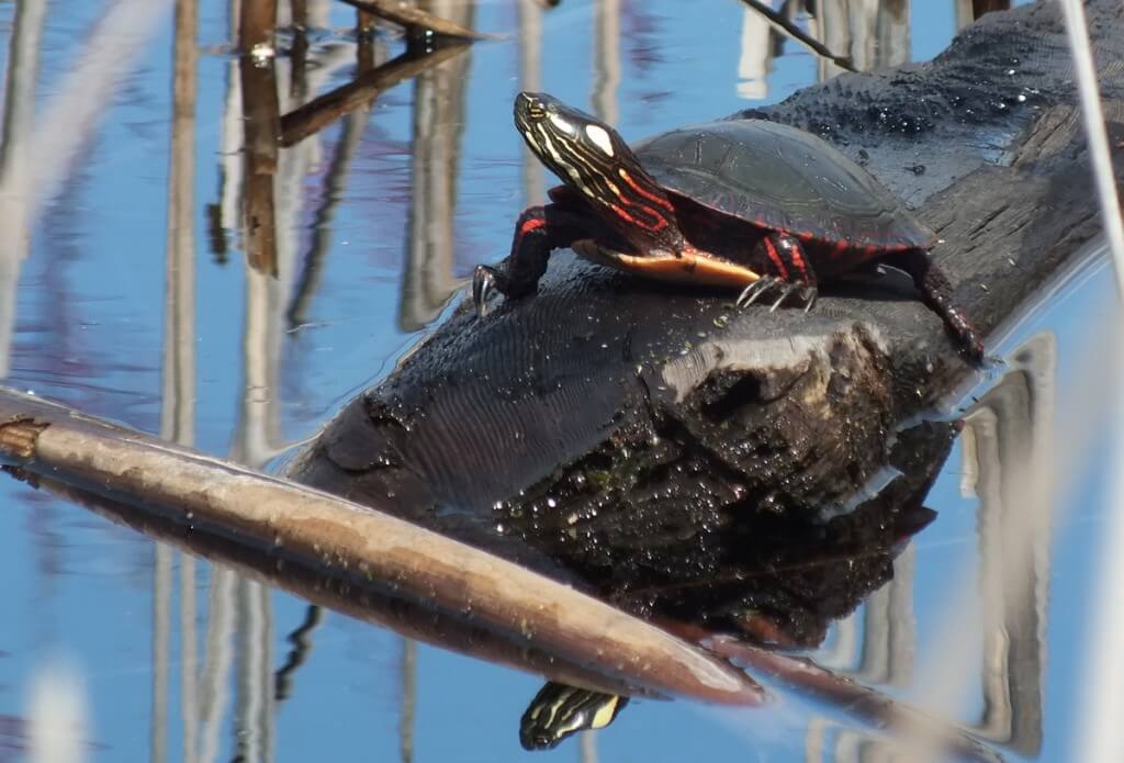 Painted Turtle sits on log in muskrat pond - Mississauga - Ontario