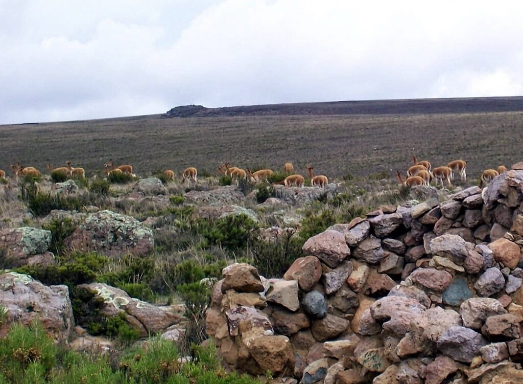 Herd of Vicuna in the National Reserve of Pampas Galeras in Peru, South America.