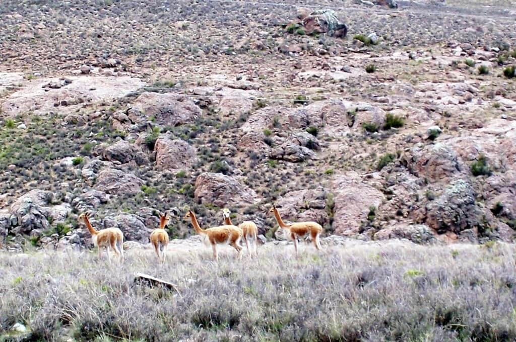Vicuna in a meadow at the National Reserve of Pampas Galeras in Peru, South America.