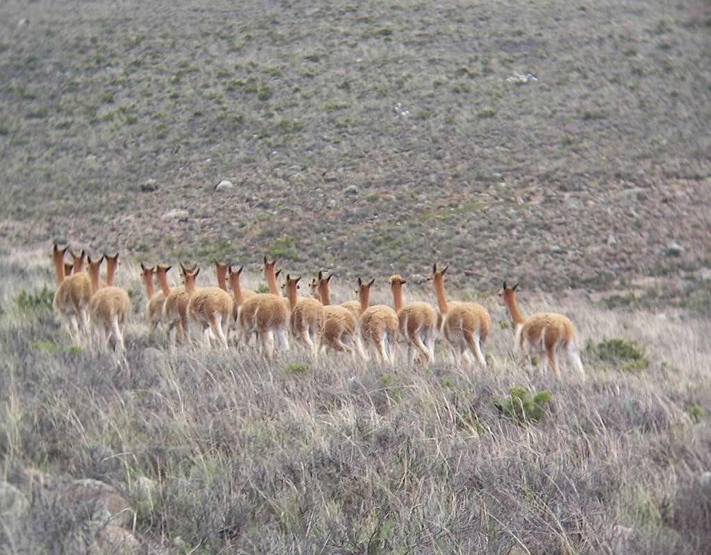 Vicuna in a meadow at the National Reserve of Pampas Galeras in Peru, South America.