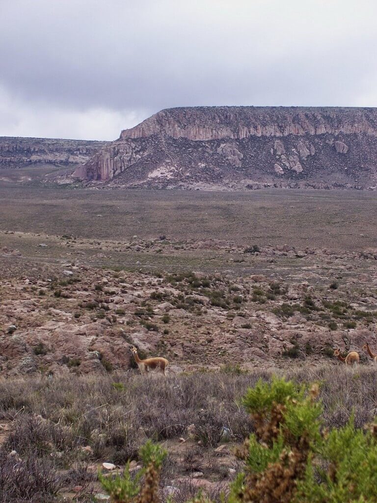 Vicuna in the National Reserve of Pampas Galeras in Peru, South America.