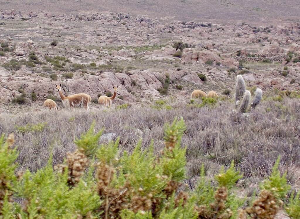 Vicuna in a field at the National Reserve of Pampas Galeras in Peru, South America.