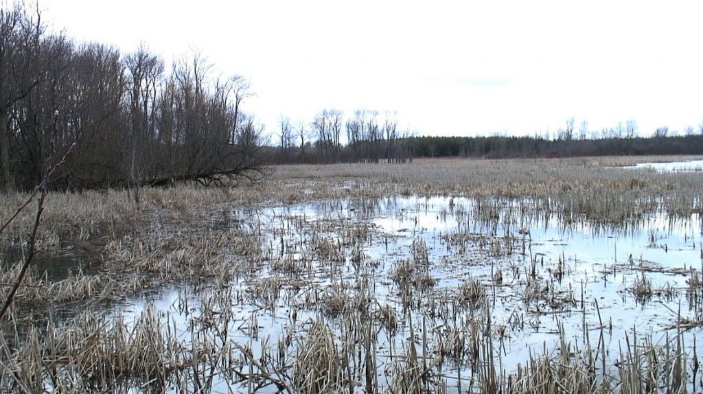 West Cranberry Tract marsh - Whitby - Ontario