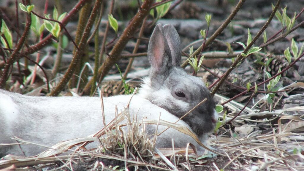 White and grey rabbit at Milliken Park - Toronto - Ontario