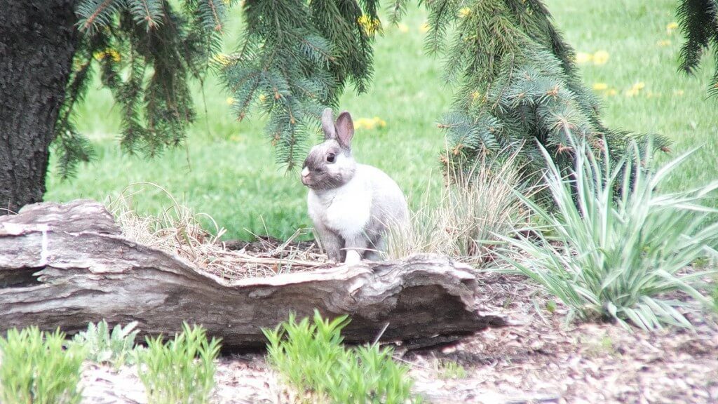 White and grey rabbit - looks at me - Milliken Park - Toronto - Ontario