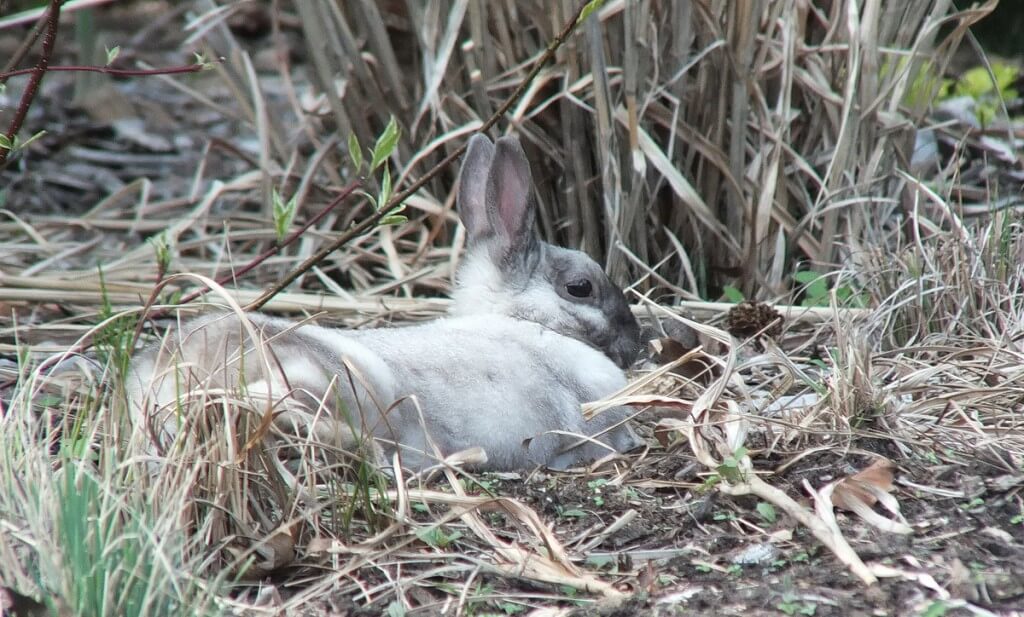 White and grey rabbit - profile right side - Milliken Park - Toronto - Ontario