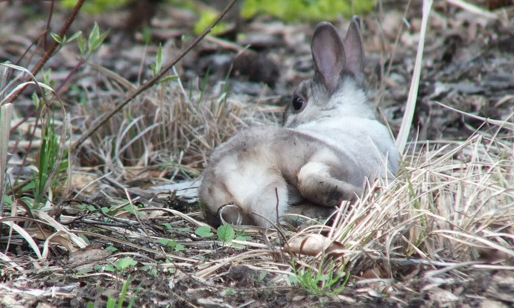 White and grey rabbit - tail and back - Milliken Park - Toronto - Ontario