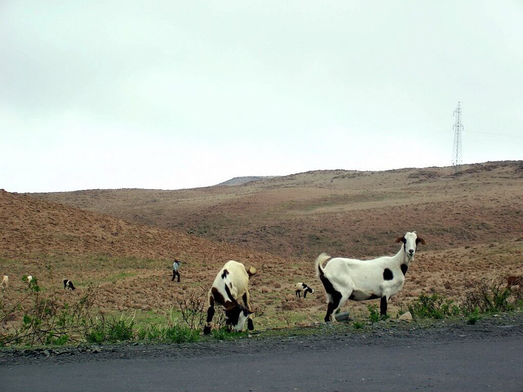 Goats along highway 26 near Nazca, Peru, South America