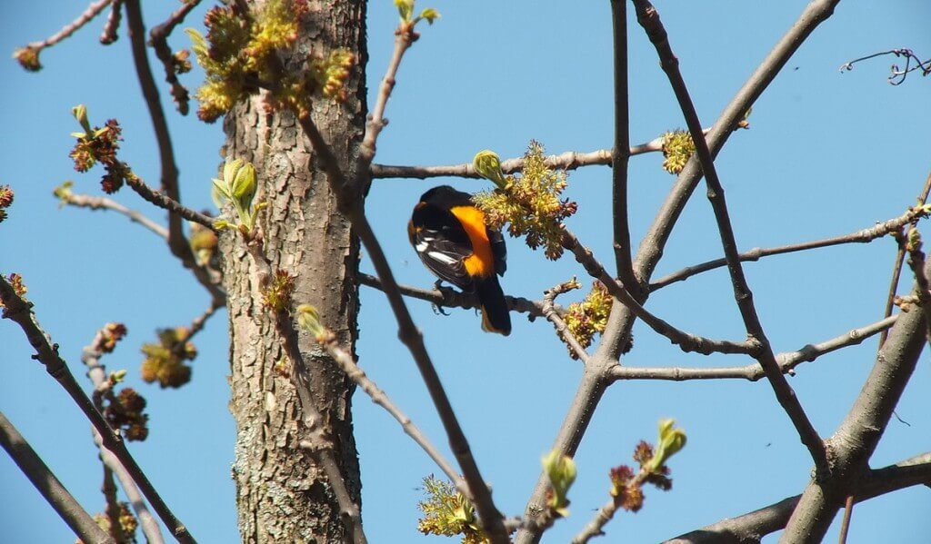 baltimore oriole sits on tree branch -- thicksons woods - whitby - ontario