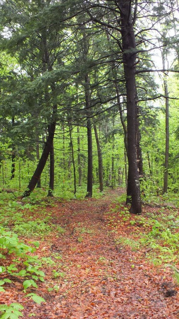 beetle lake trail - springtime trail - oxtongue lake - ontario