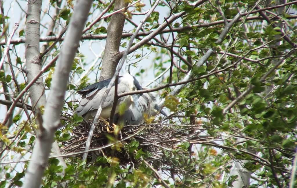 Black-crowned Night Herons in a nest at Tommy Thompson Park in Toronto, Ontario, Canada