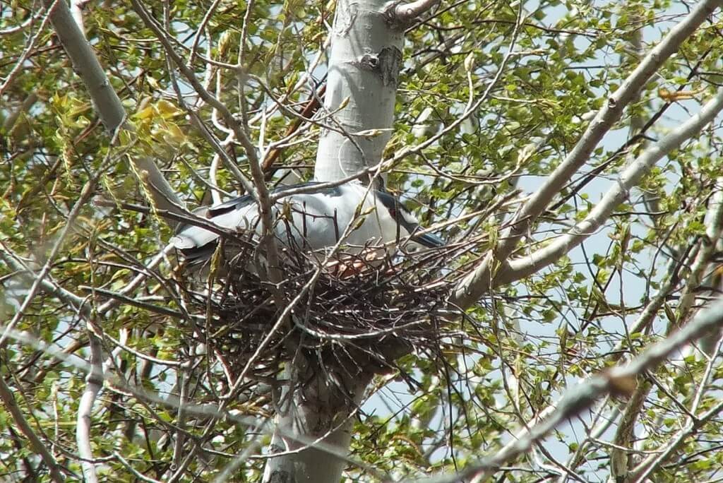 Black-crowned Night Heron resting in its nest at Tommy Thompson Park, in Toronto, Ontario, Canada
